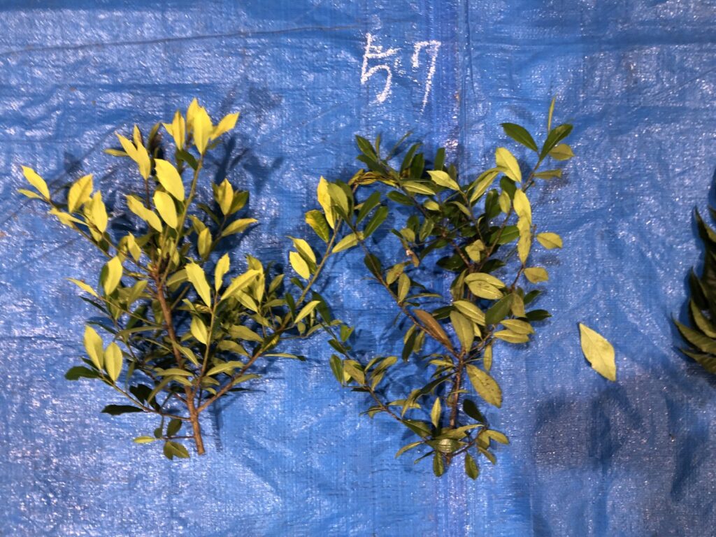 ヒイラギ - Osmanthus heterophyllus