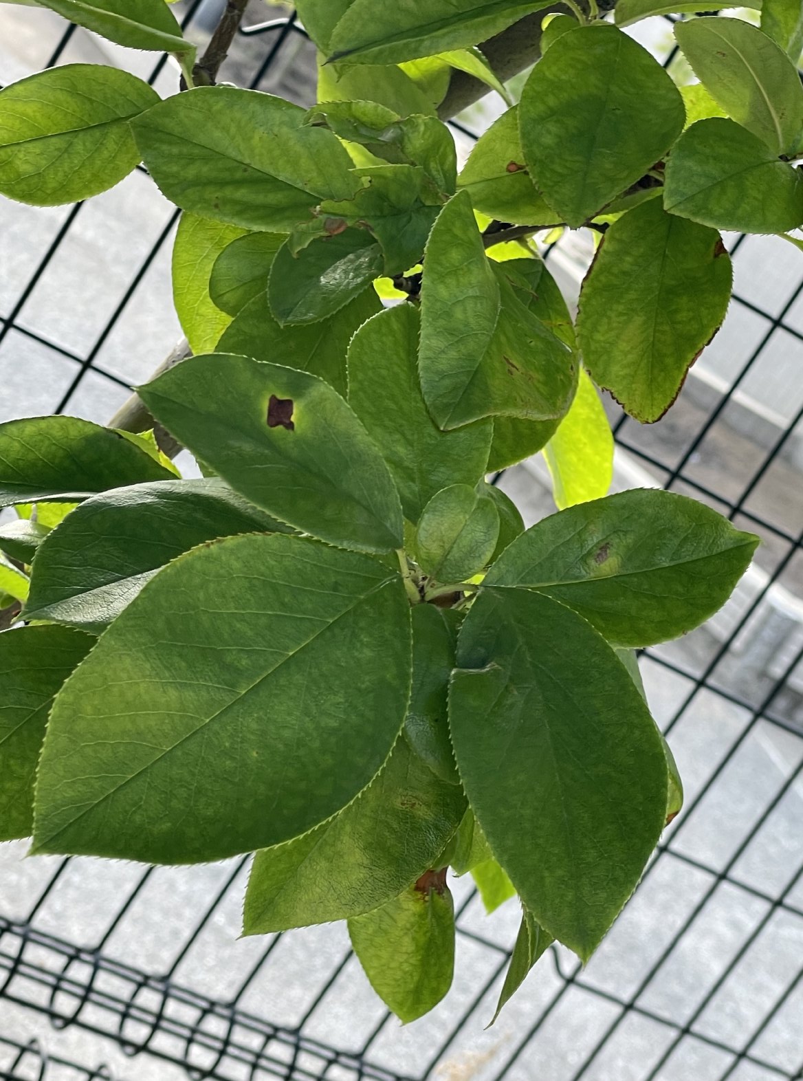 カリン Chaenomeles sinensis Plant Guide