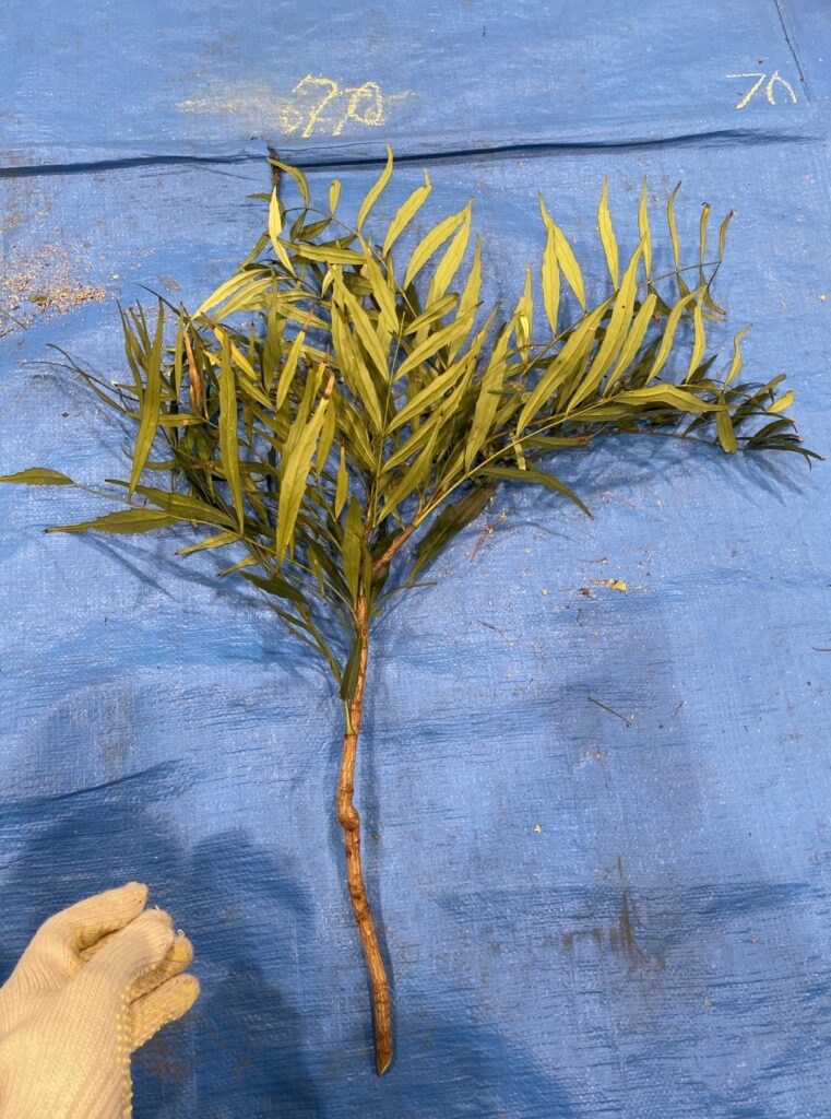 ヒイラギナンテン - Mahonia japonica