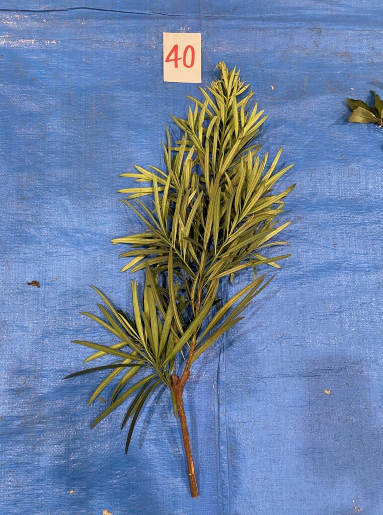 イヌマキ - Podocarpus macrophyllus