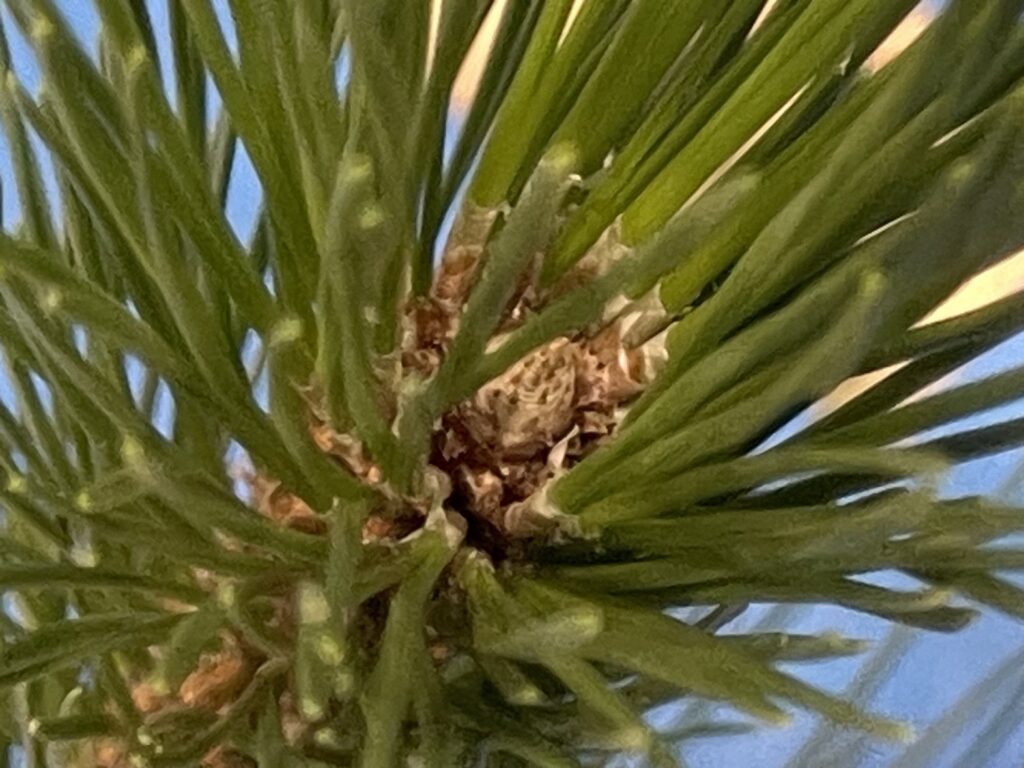 クロマツ - Pinus thunbergii