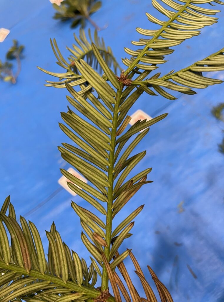 イヌガヤ - Cephalotaxus harringtonia