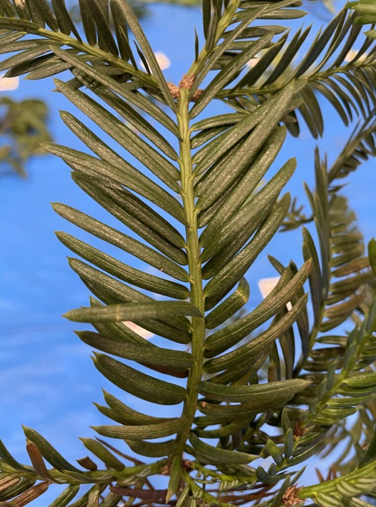 イヌガヤ - Cephalotaxus harringtonia