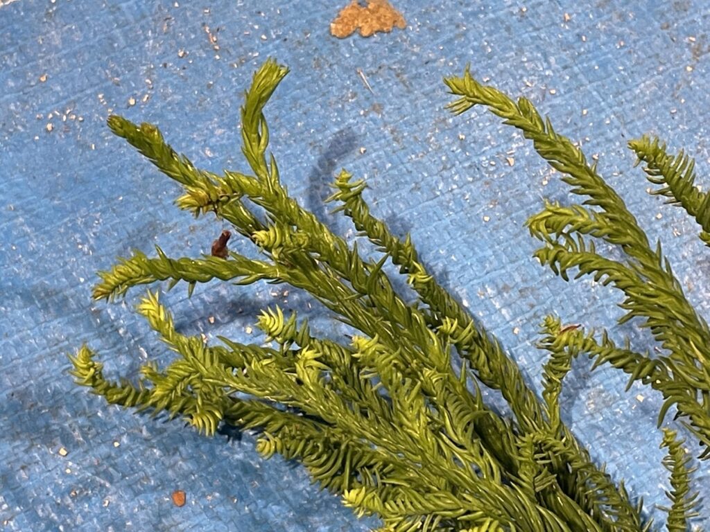 スギ - Cryptomeria japonica