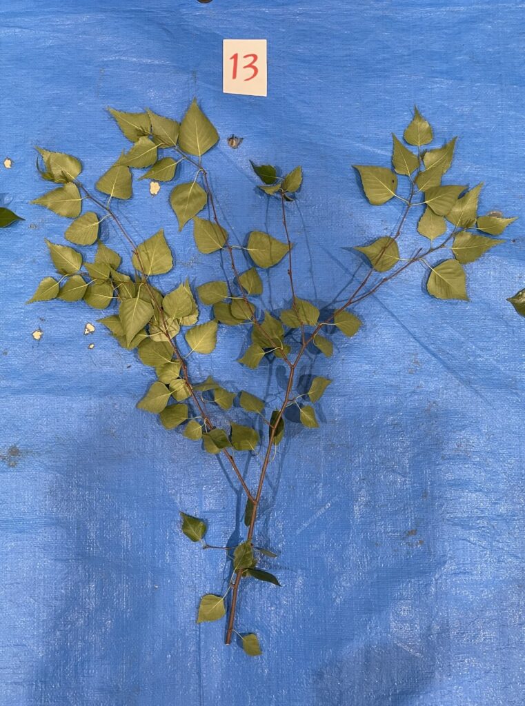 シラカンバ - Betula platyphylla