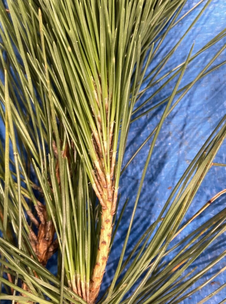 クロマツ - Pinus thunbergii