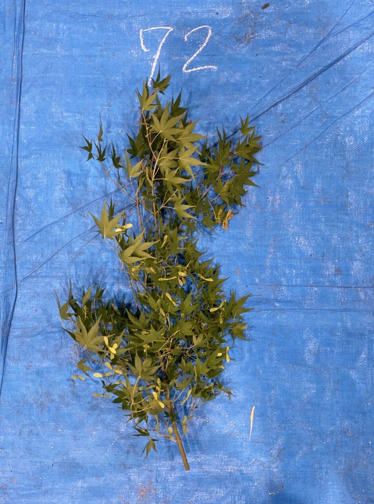 イロハモミジ - Acer palmatum