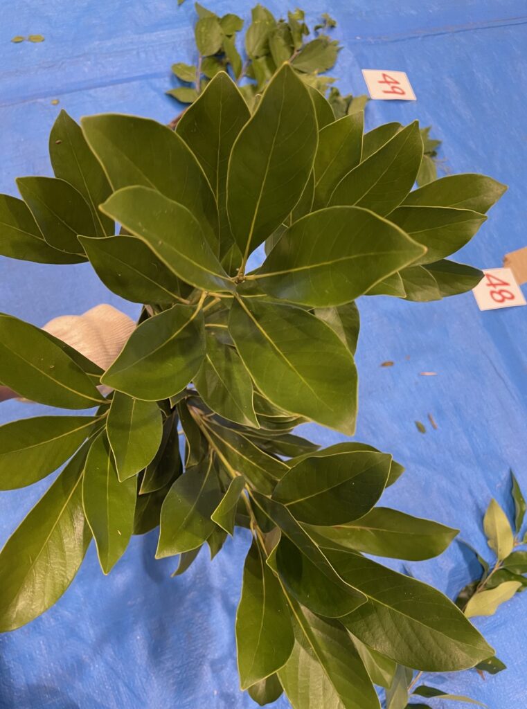 マテバシイ - Lithocarpus edulis