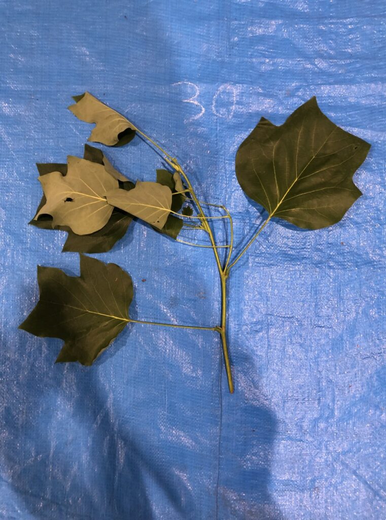 ユリノキ - Liriodendron tulipifera