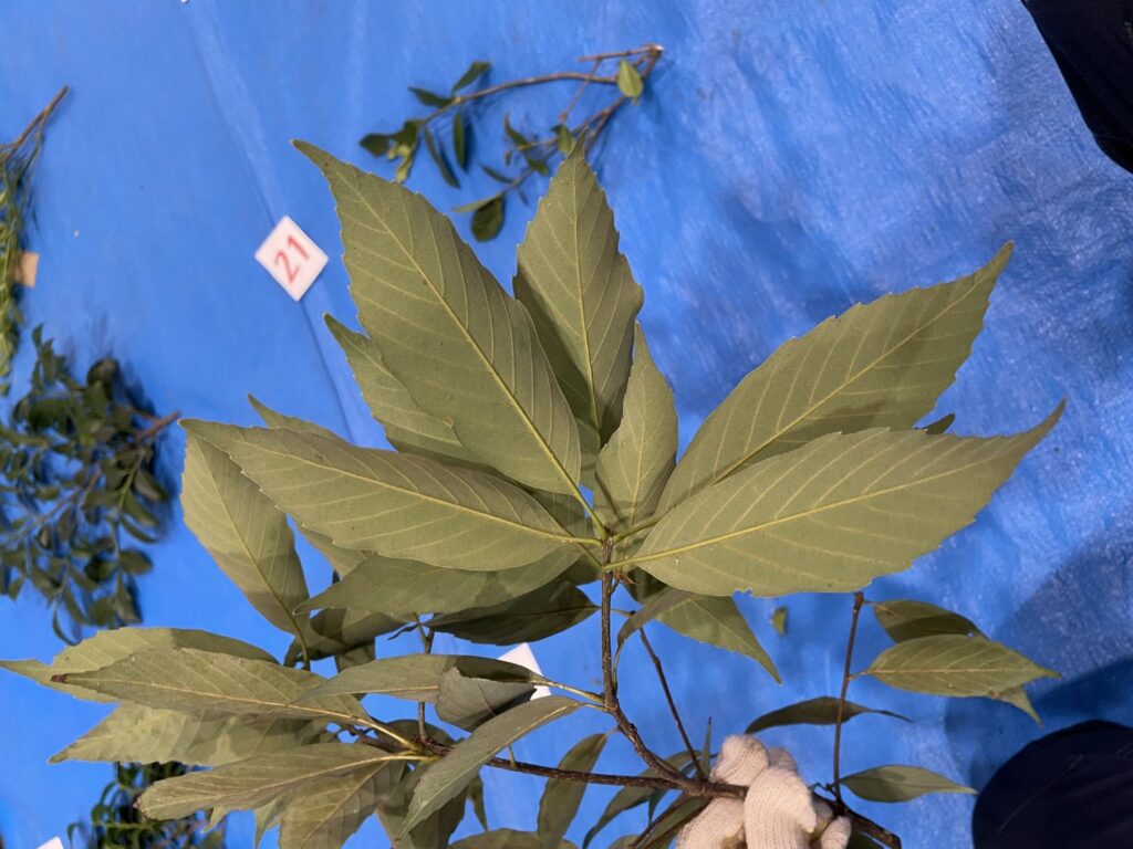 Quercus glauca - アラカシ