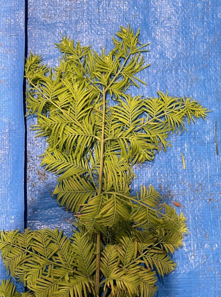 メタセコイア - Metasequoia glyptostroboides