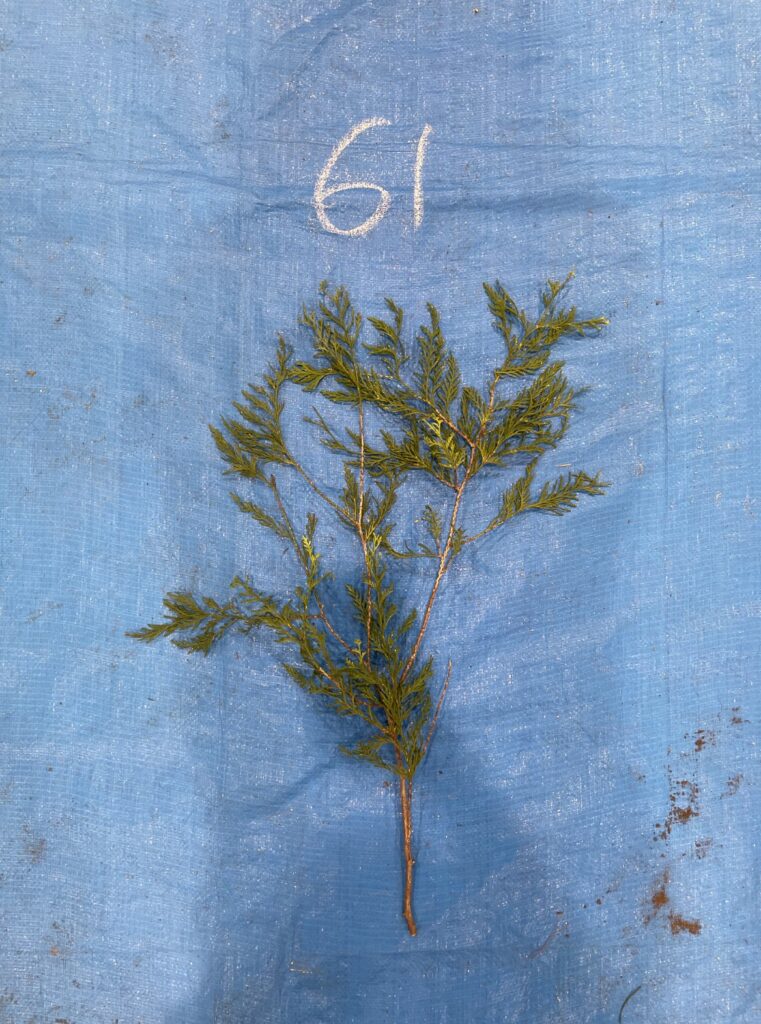 ヒヨクヒバ - Chamaecyparis pisifera var. filifera