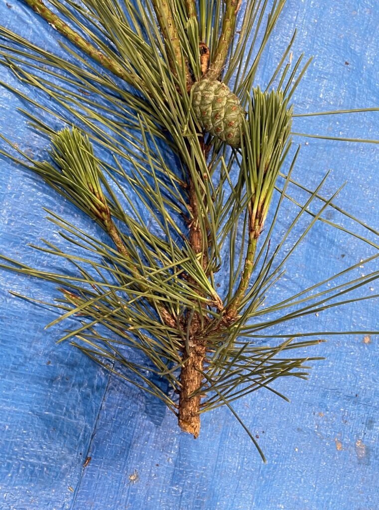 クロマツ - Pinus thunbergii