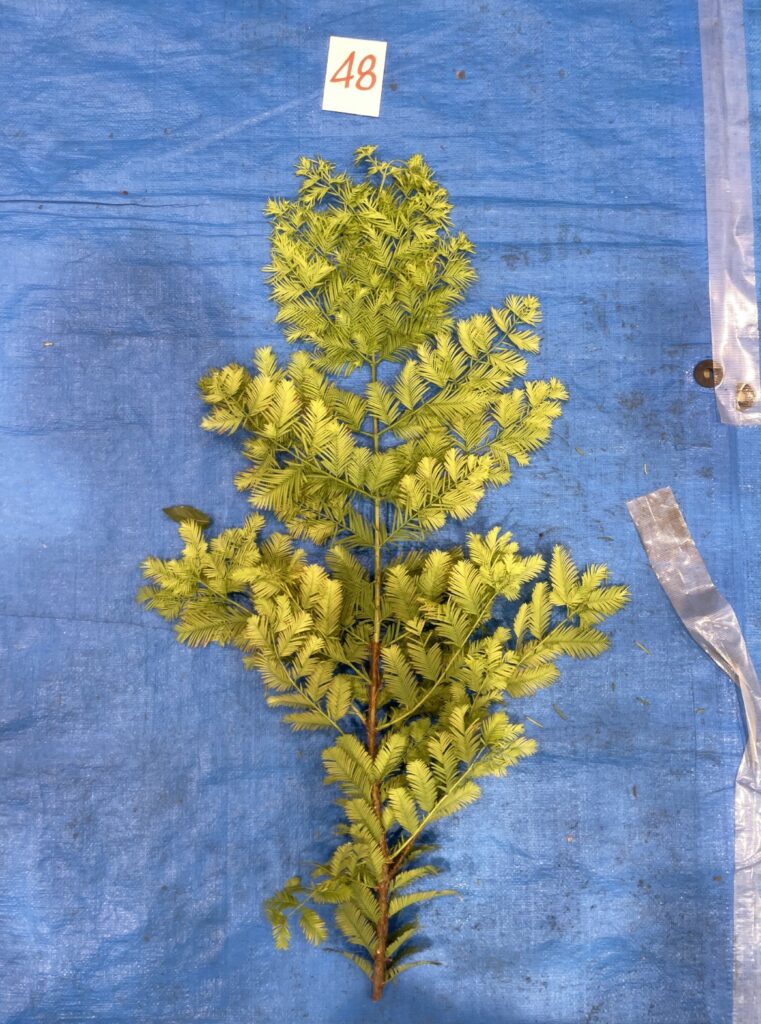 メタセコイア - Metasequoia glyptostroboides