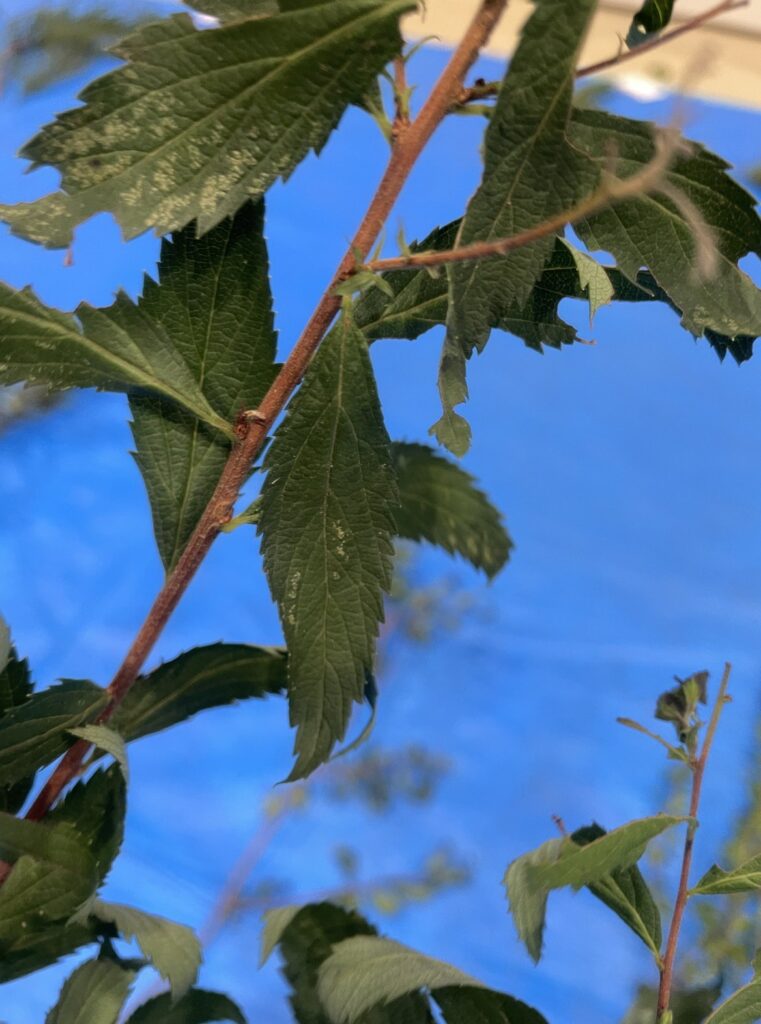 シモツケ - Spiraea japonica