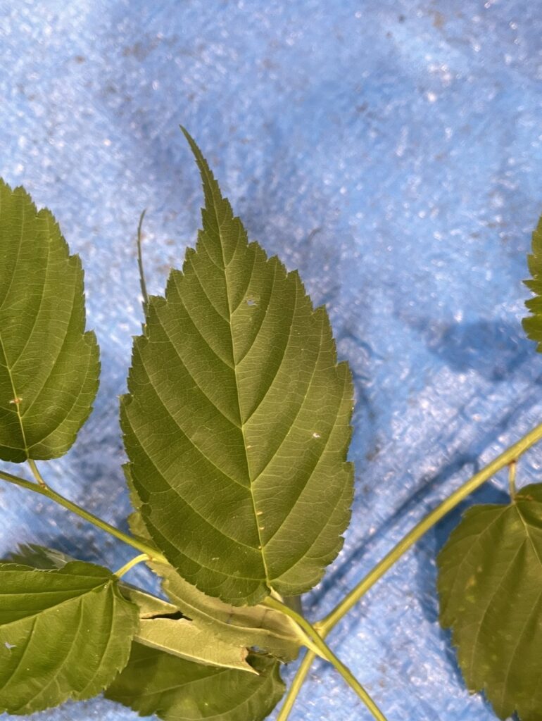 ヤマブキ - Kerria japonica