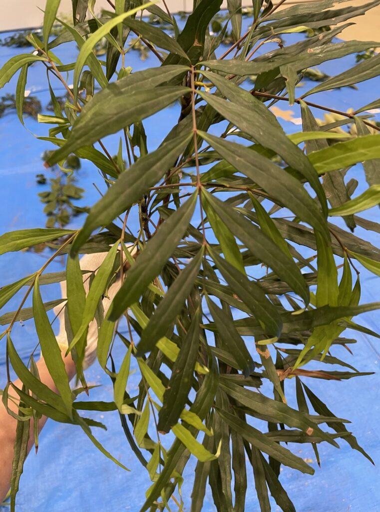 ヒイラギナンテン - Mahonia japonica