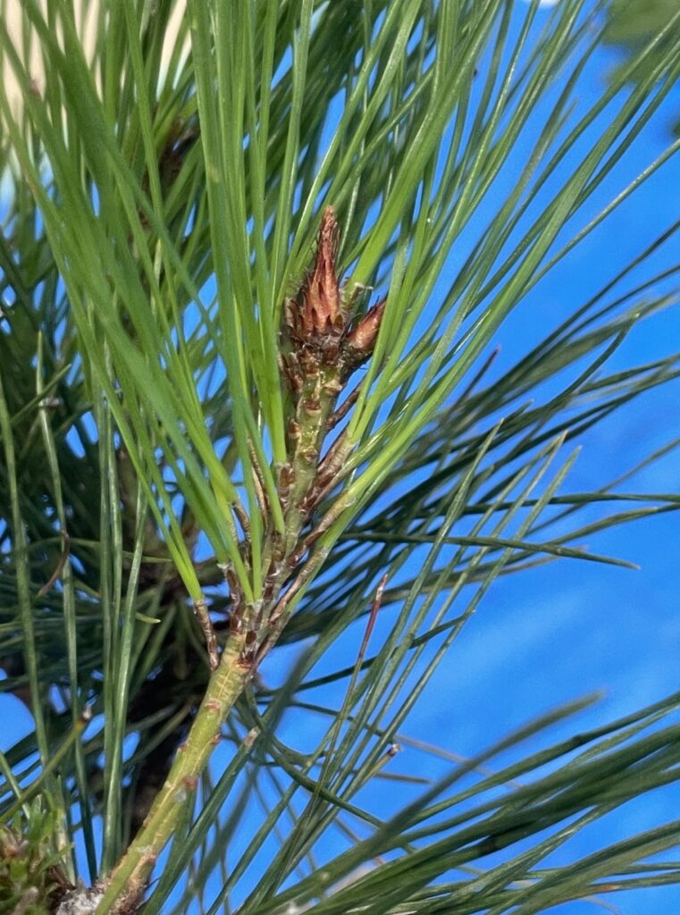 アカマツ - Pinus densiflora