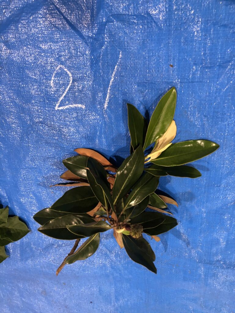 タイサンボク - Magnolia grandiflora