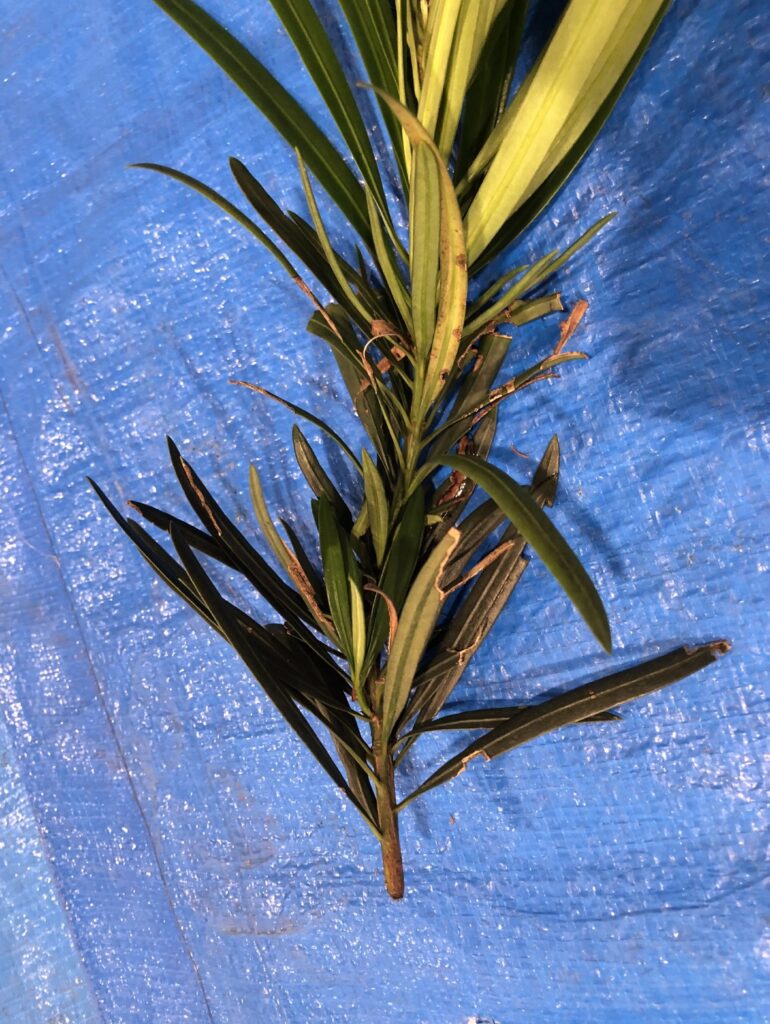 イヌマキ - Podocarpus macrophyllus