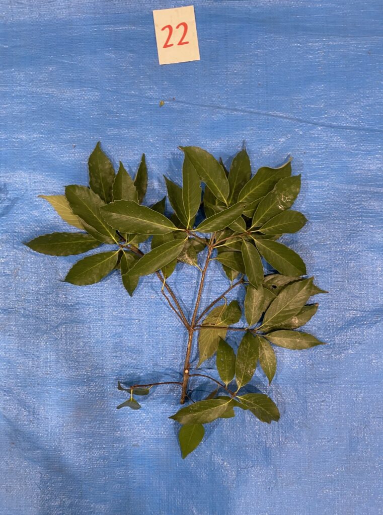 Quercus glauca - アラカシ