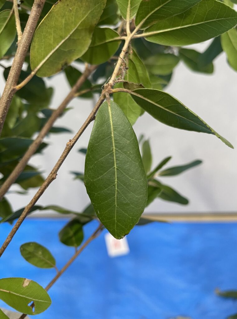 Quercus phillyraeoides - ウバメガシ