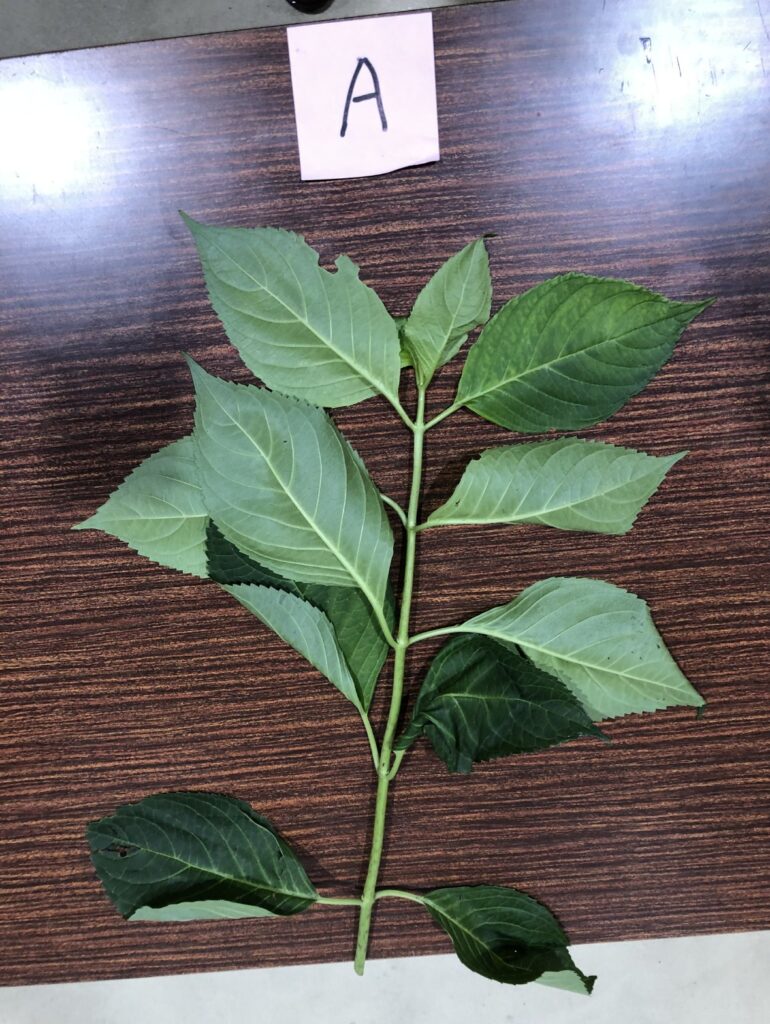 アジサイ - Hydrangea macrophylla