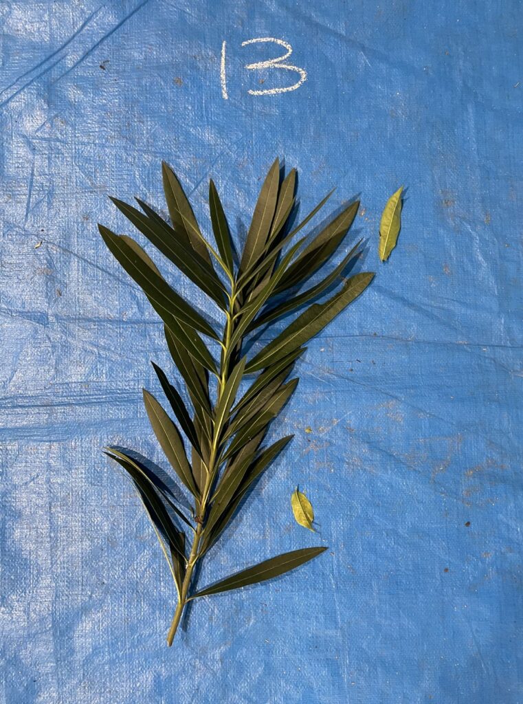 キョウチクトウ - Nerium oleander var. indicum