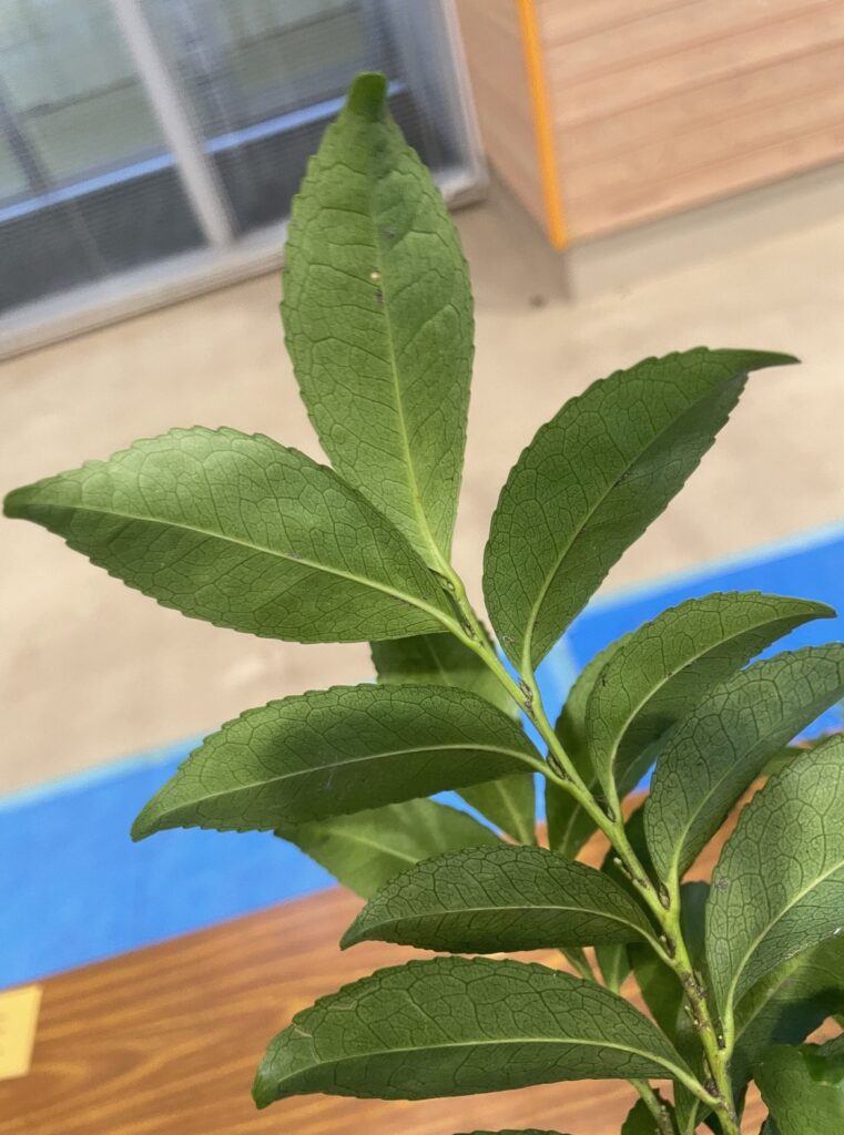 ヒサカキ - Eurya japonica
