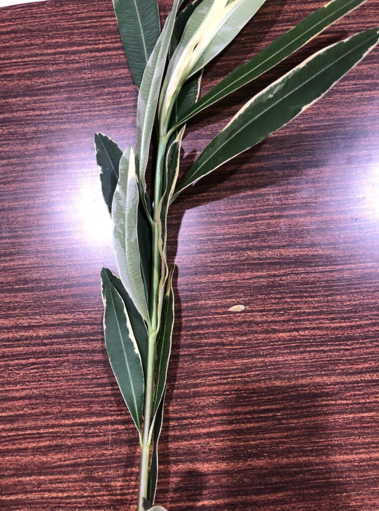 キョウチクトウ - Nerium oleander var. indicum