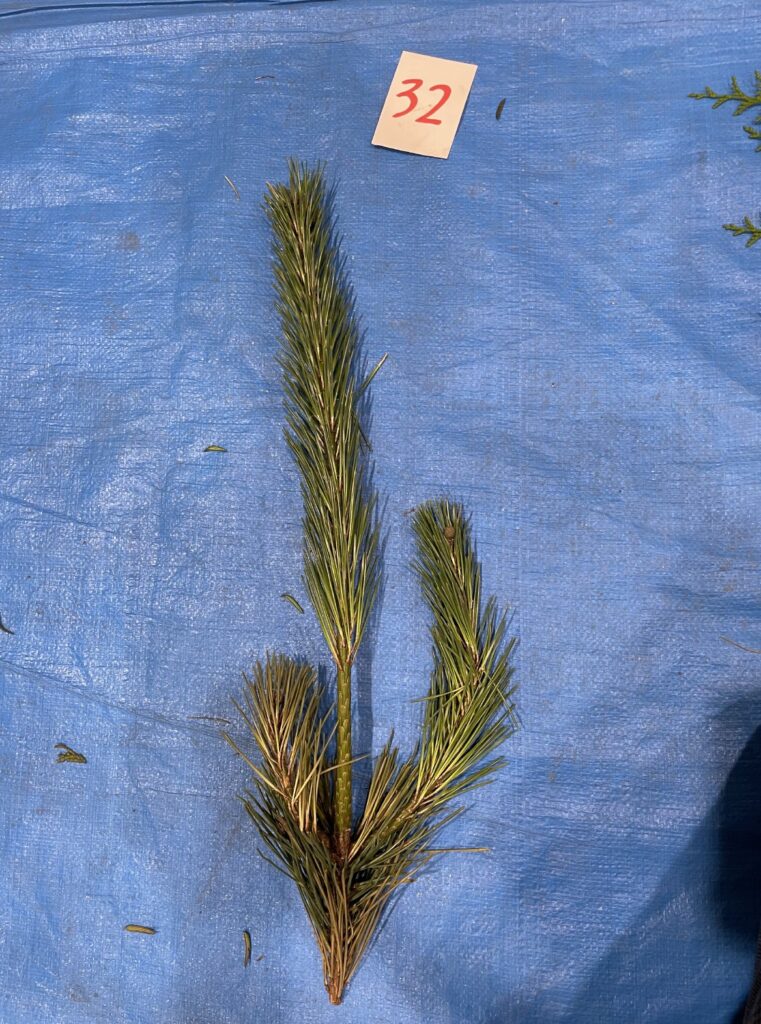 クロマツ - Pinus thunbergii