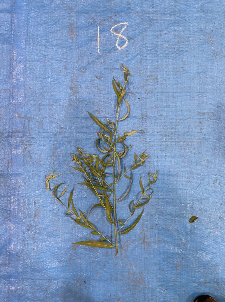 シダレヤナギ - Salix babylonica