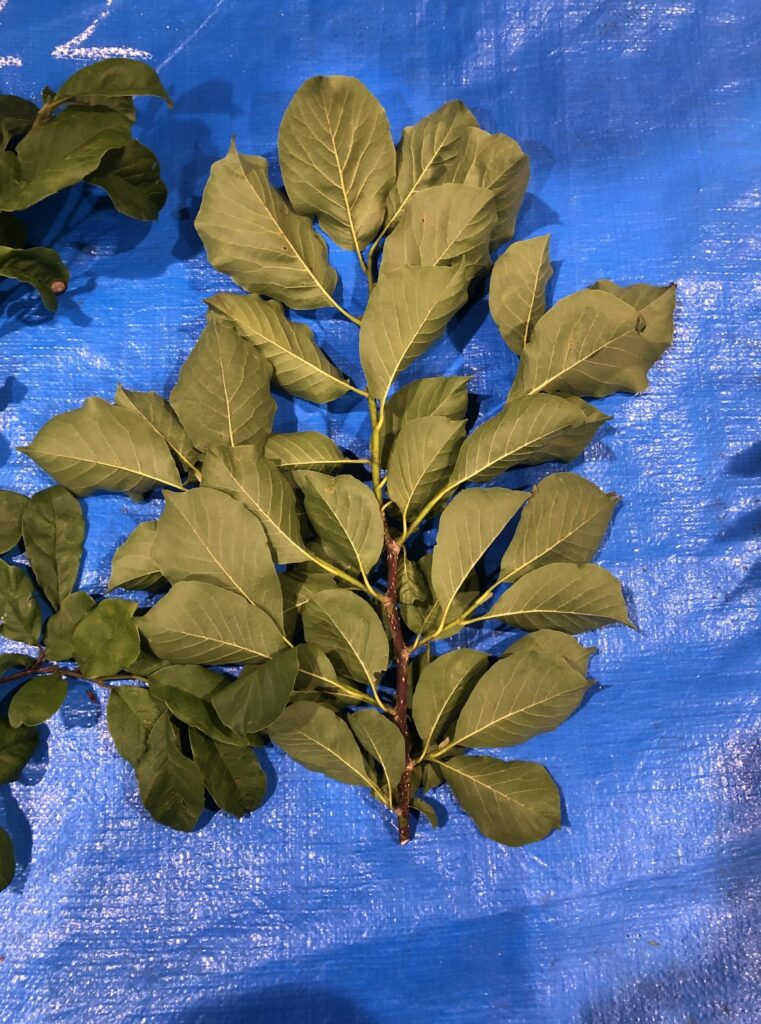 コブシ - Magnolia kobus