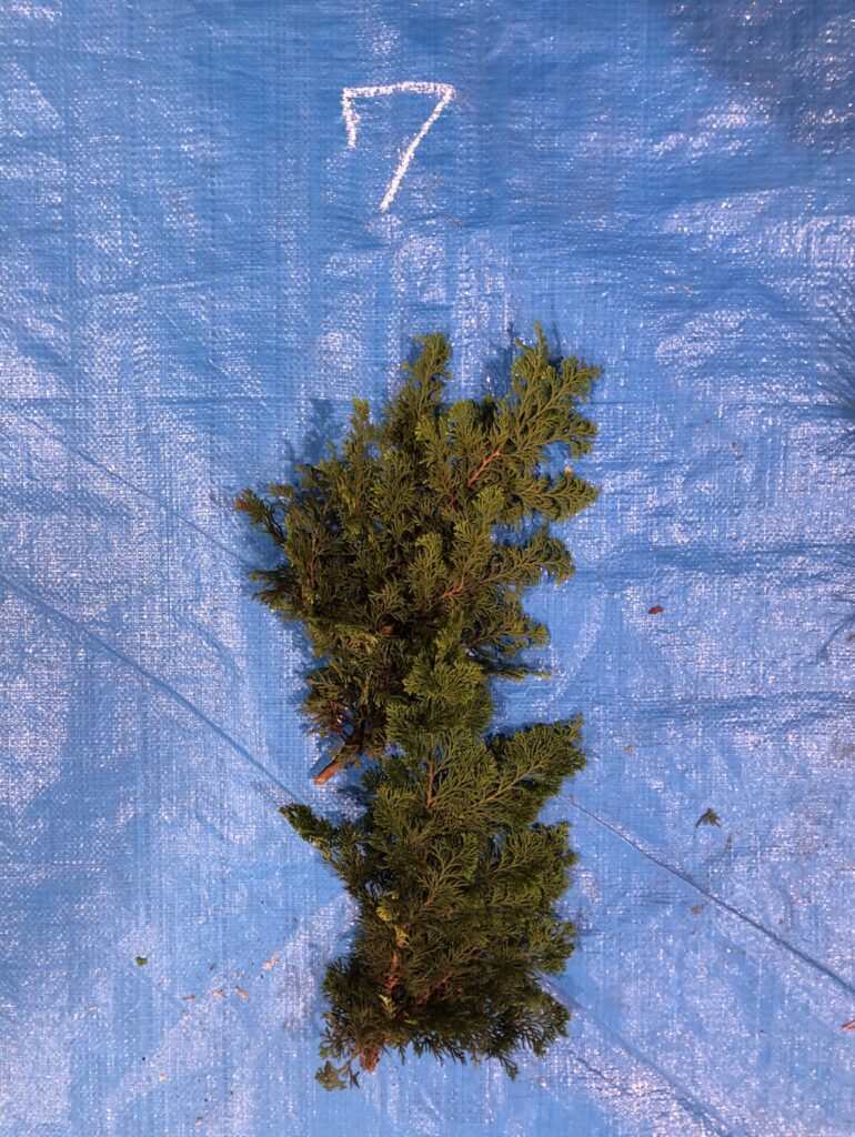 チャボヒバ - Chamaecyparis obtusa cv.Breviramea