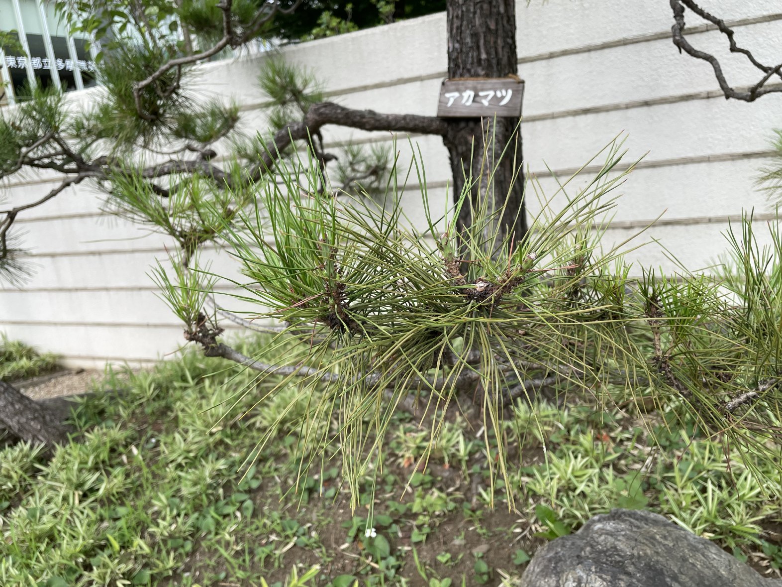 アカマツ – Pinus densiflora | Plant Guide