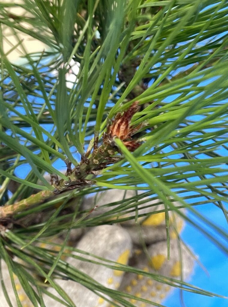 アカマツ - Pinus densiflora