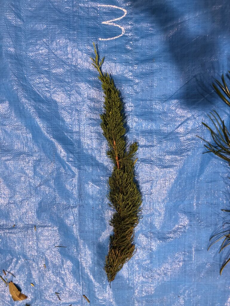 カイズカイブキ - Juniperus chinensis 'Kaizuka'