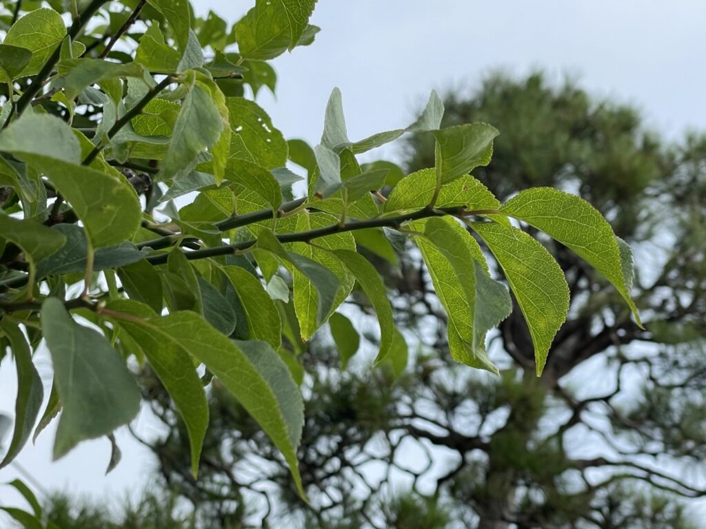 ウメ - Prunus mume