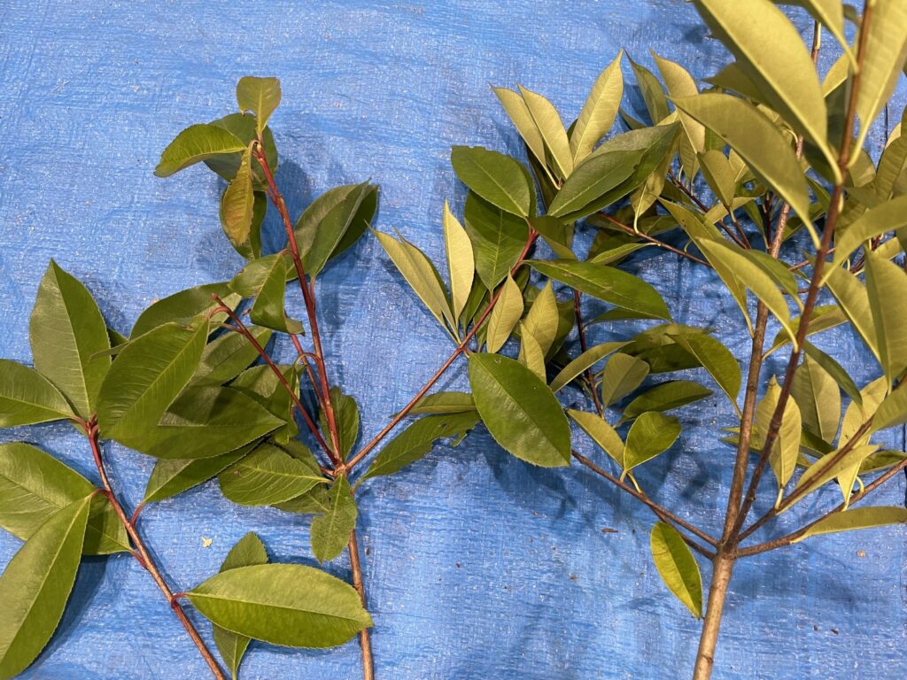 ベニカナメモチ - Photinia glabra