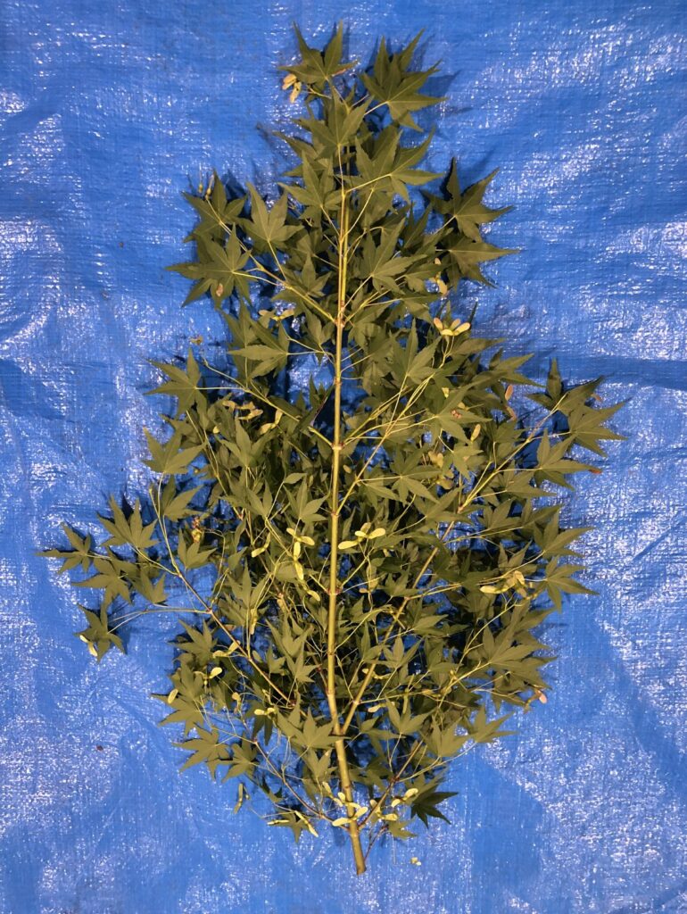 イロハモミジ - Acer palmatum