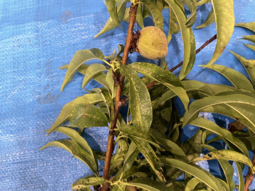 モモ - Prunus persica / Amygdalus persica