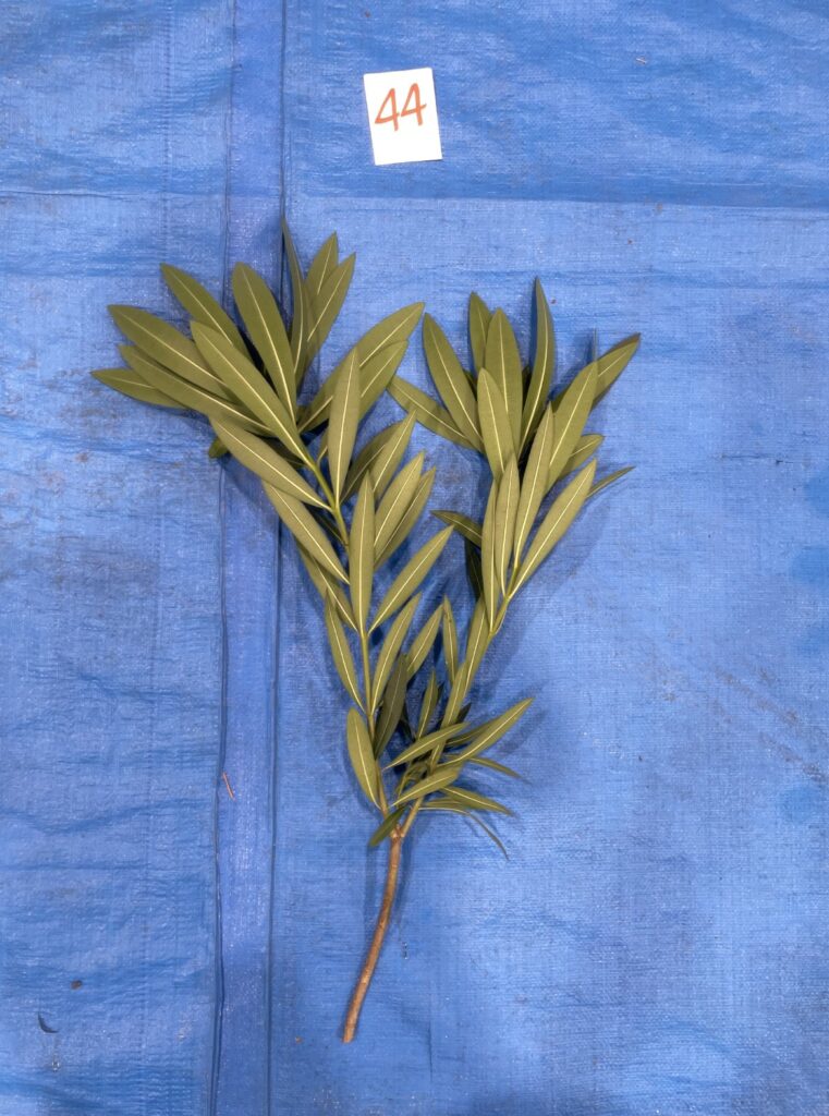 キョウチクトウ - Nerium oleander var. indicum