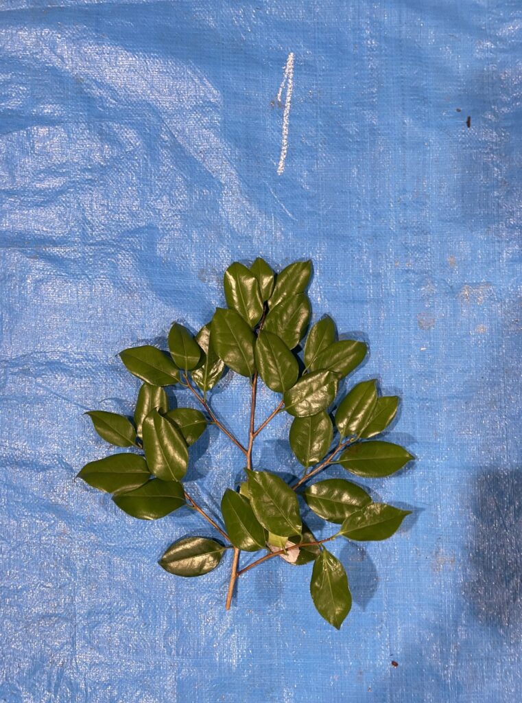 ヤブツバキ - Camellia japonica