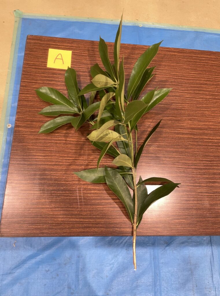 マテバシイ - Lithocarpus edulis