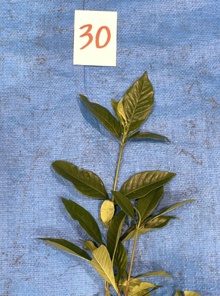 クチナシ - Gardenia jasminoides