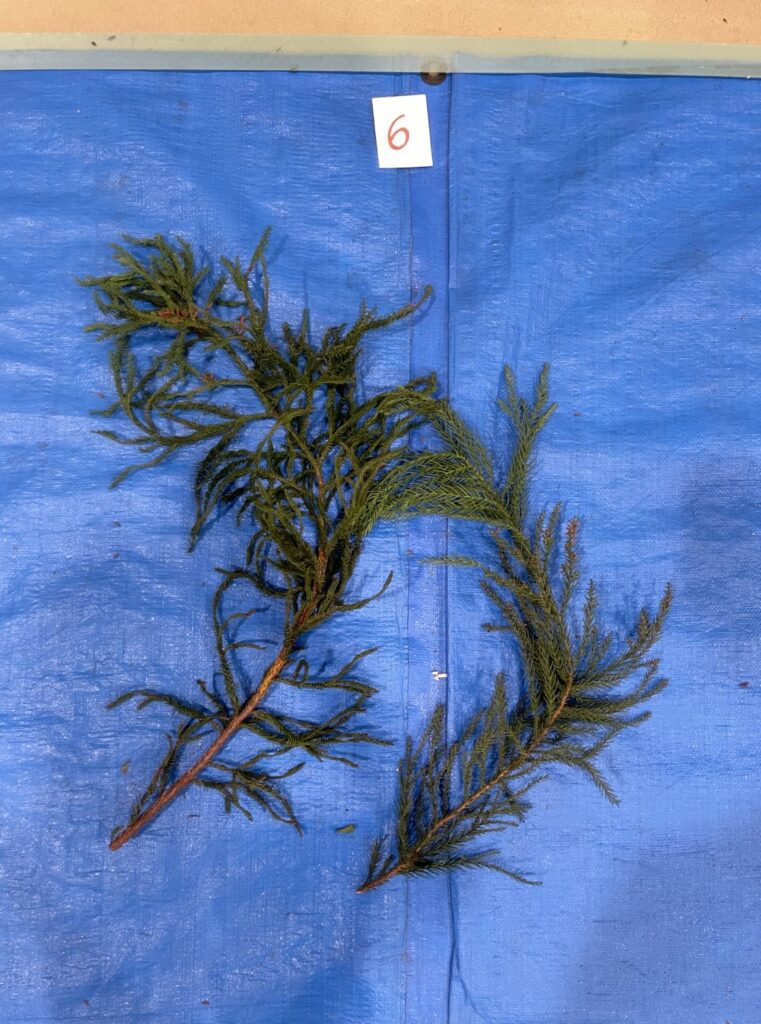 スギ - Cryptomeria japonica