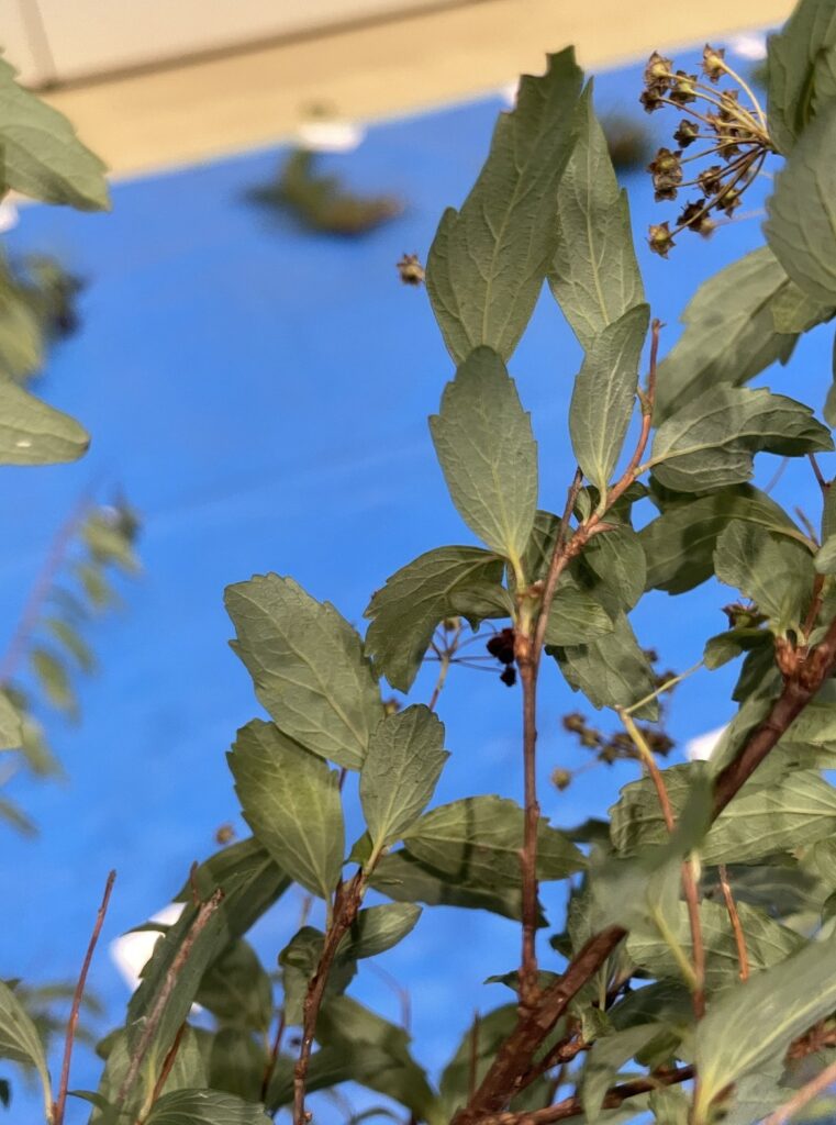 コデマリ - Spiraea cantoniensis