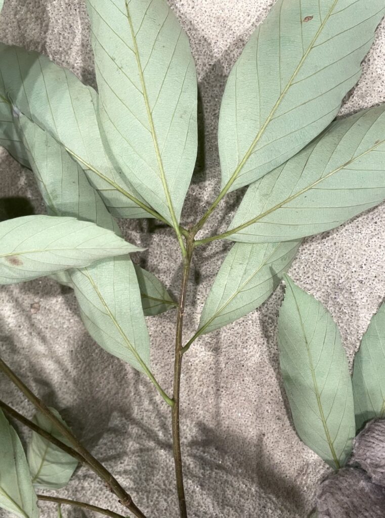 Quercus glauca - アラカシ