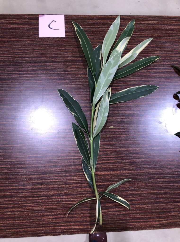 キョウチクトウ - Nerium oleander var. indicum