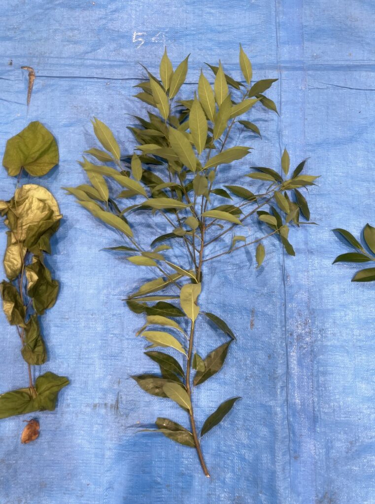 シラカシ - Quercus myrsinifolia